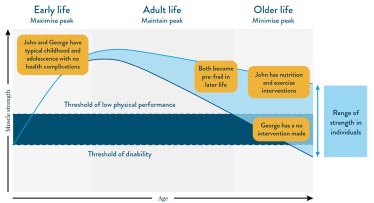 Muscle strength lifetime