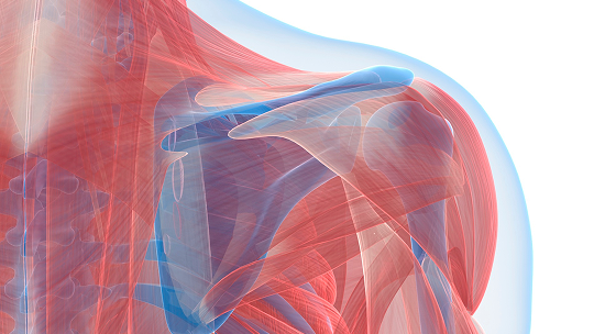 Muscle and bones around the shoulder of a person image