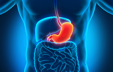 Digestive tract image with stomach highlighted image