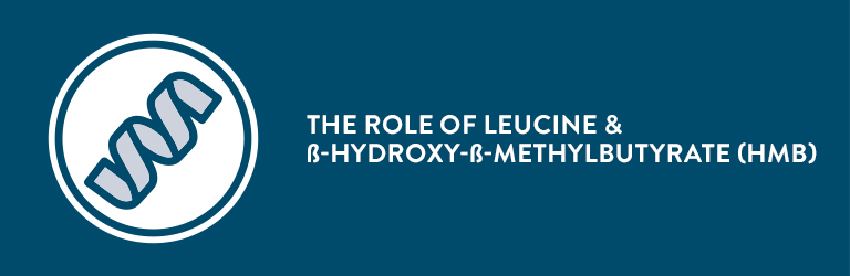 The Role of Leucine & ß-hydroxy-ß-methylbutyrate (HMB)